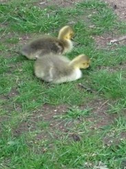 ducklings